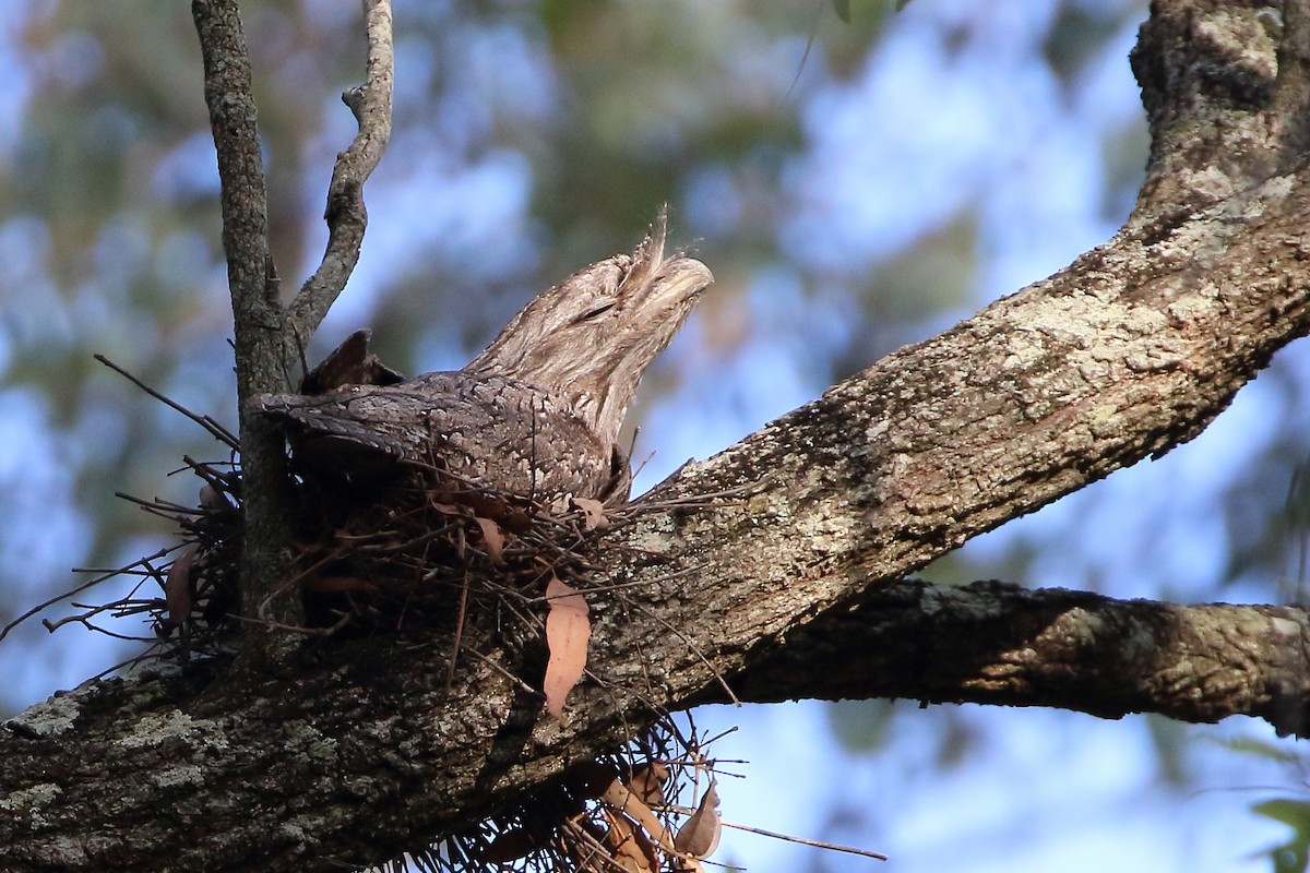 Tawny Frogmouth - Pablo Silber