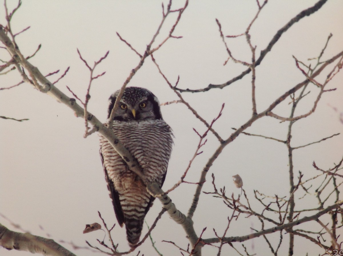 Northern Hawk Owl - ML27980021