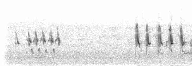 Cistícola Robusto (angolensis) - ML279812