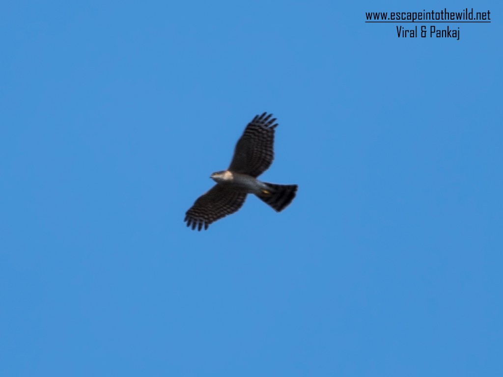 Eurasian Sparrowhawk - ML279813501