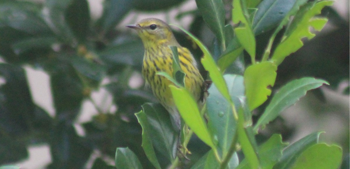 Cape May Warbler - ML279814311
