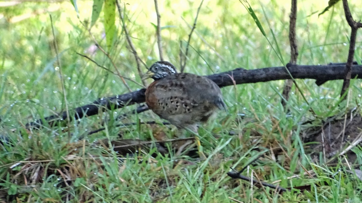 Spotted Buttonquail - ML279817361