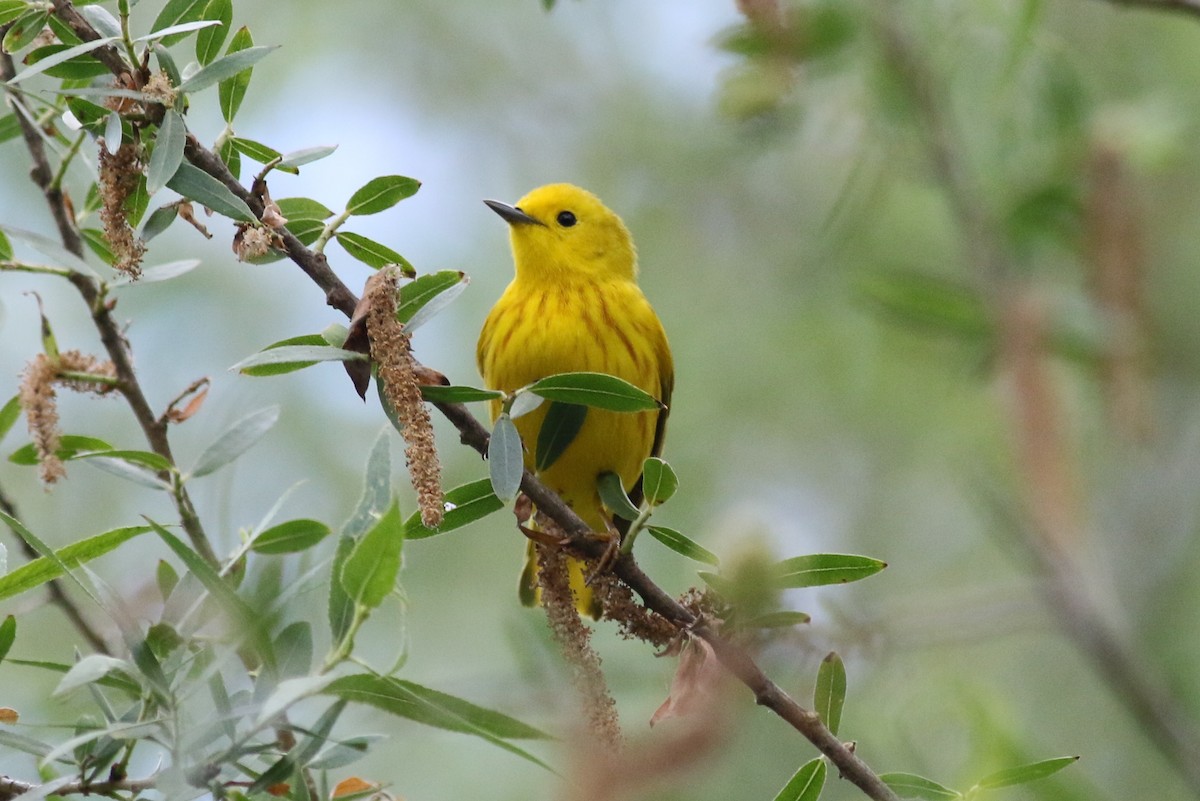 Yellow Warbler - Robert McNab