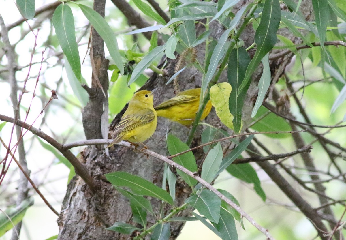 Yellow Warbler - Robert McNab
