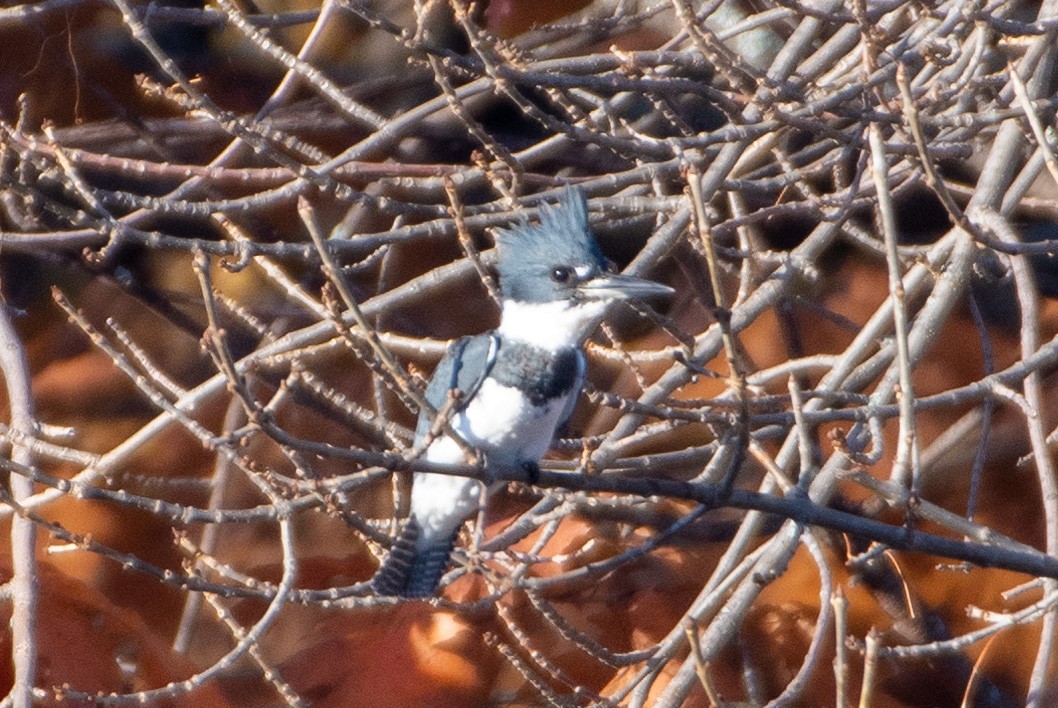 Belted Kingfisher - ML279821611