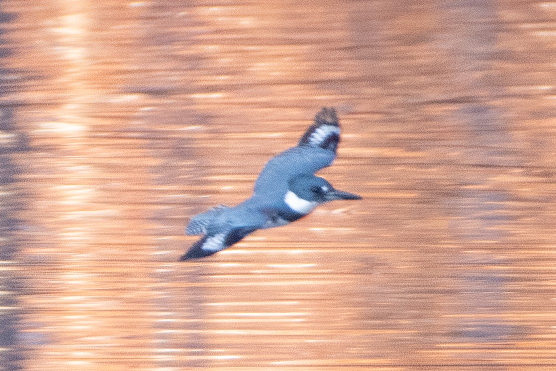 Belted Kingfisher - ML279821621