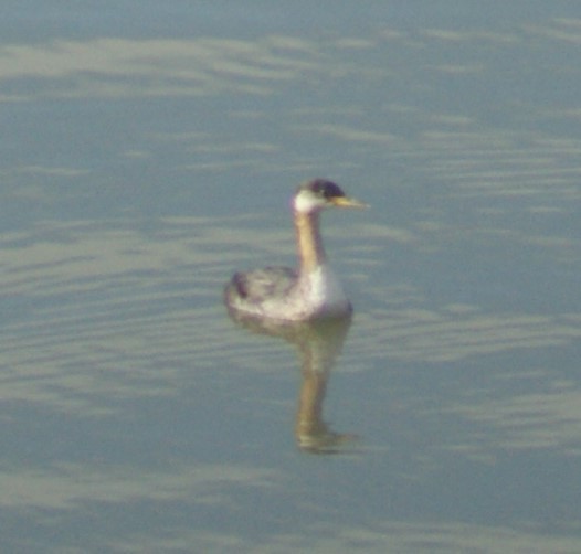 Red-necked Grebe - ML279823581