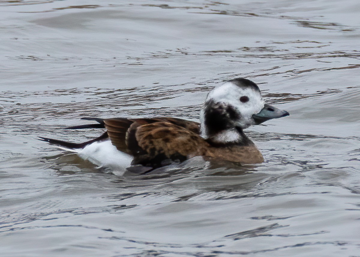 Long-tailed Duck - Luc Tremblay