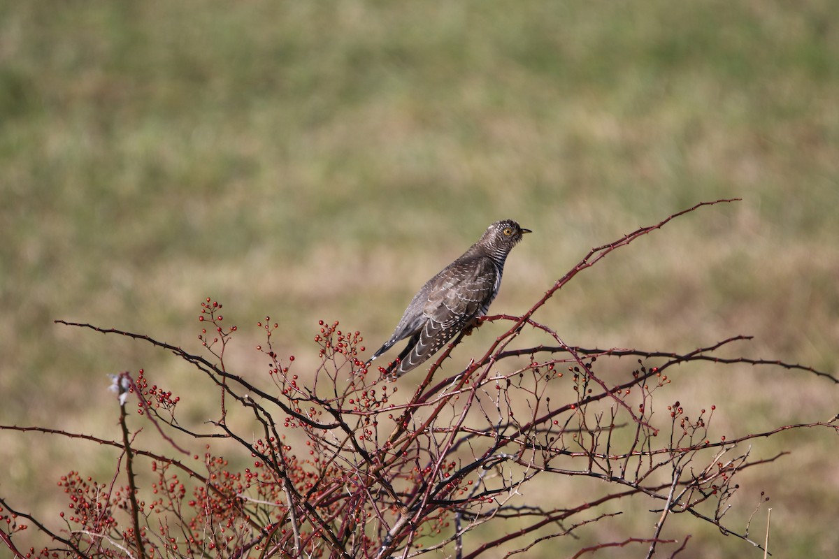 Common Cuckoo - ML279832221