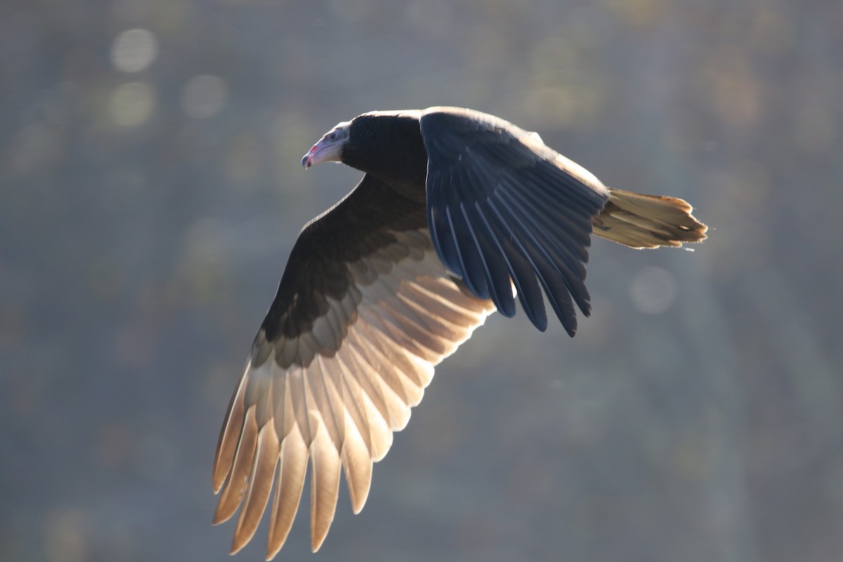 Turkey Vulture - ML279832421