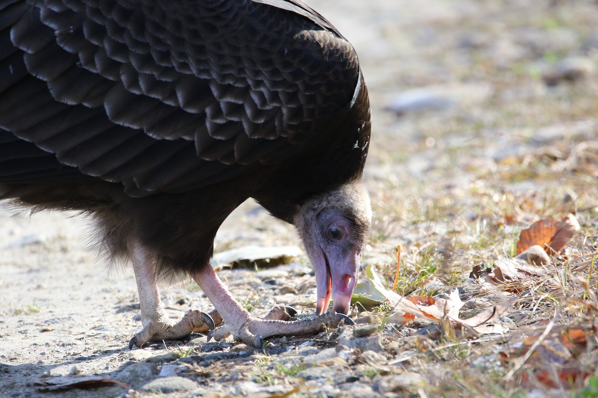 Turkey Vulture - Travis Mazerall