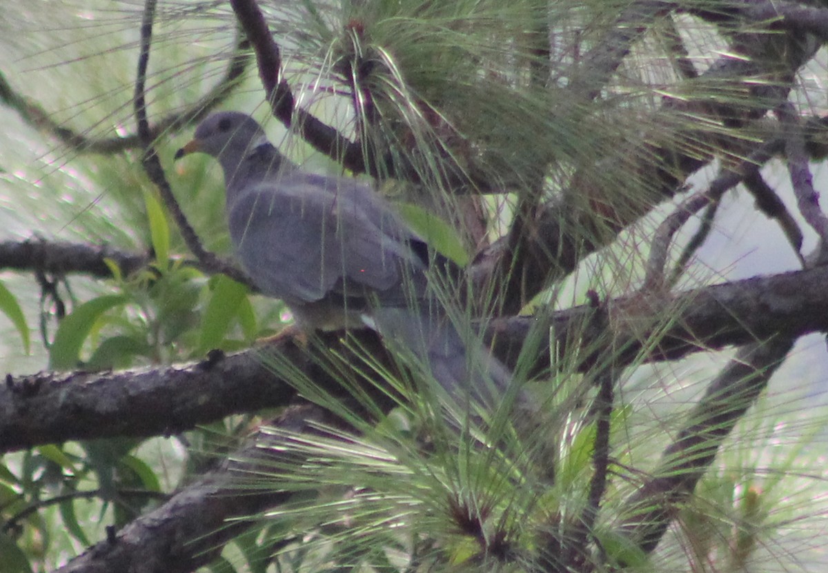 Band-tailed Pigeon - ML27983541
