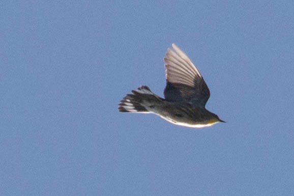 Yellow-rumped Warbler (Audubon's) - ML279838781