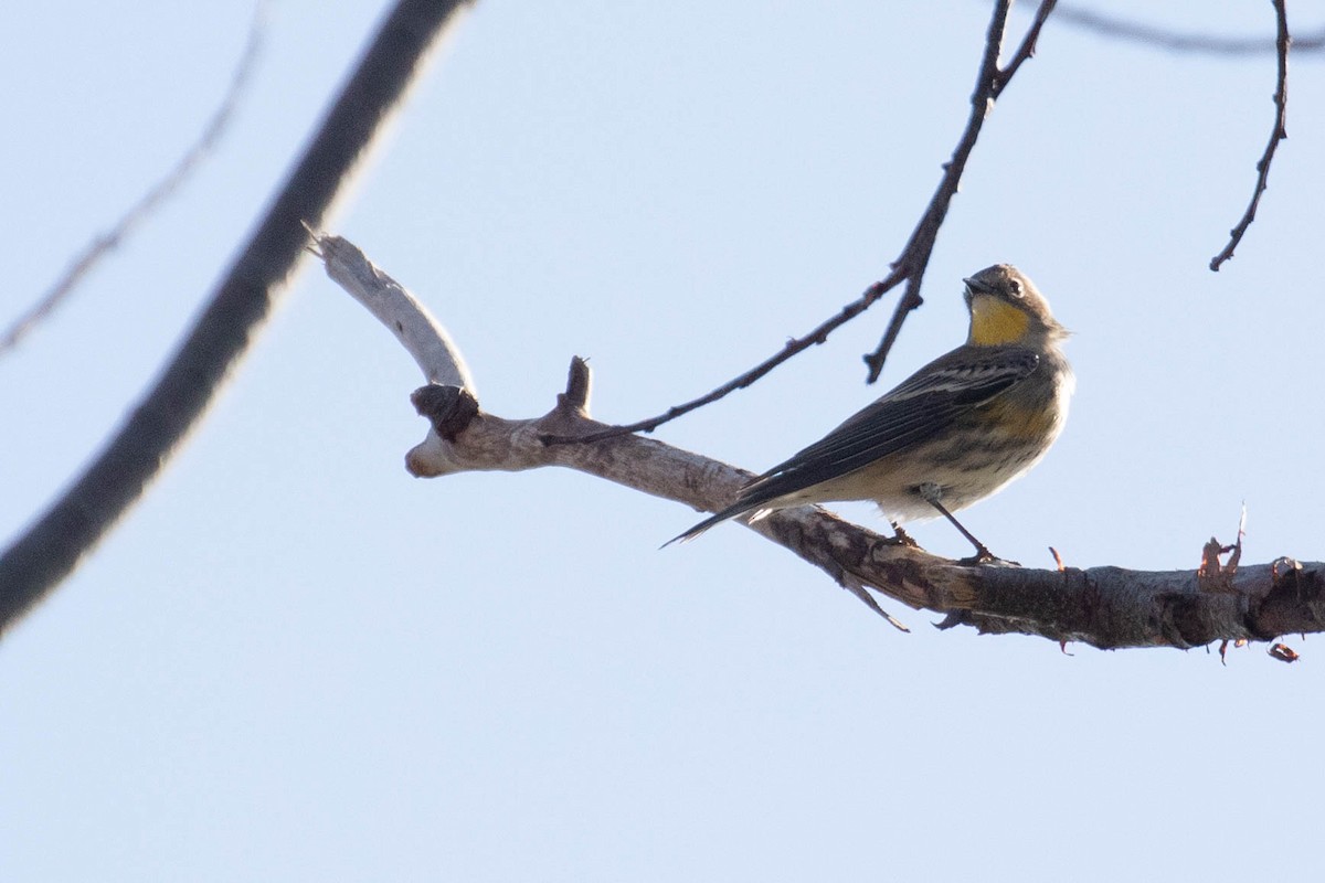 Yellow-rumped Warbler (Audubon's) - Stefan Martin