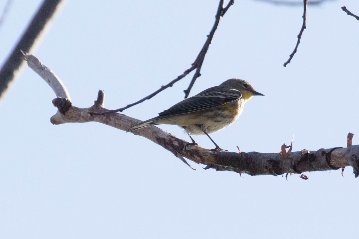 Yellow-rumped Warbler (Audubon's) - Stefan Martin