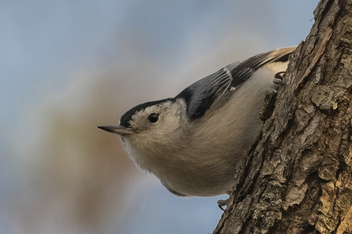 White-breasted Nuthatch - ML279840591