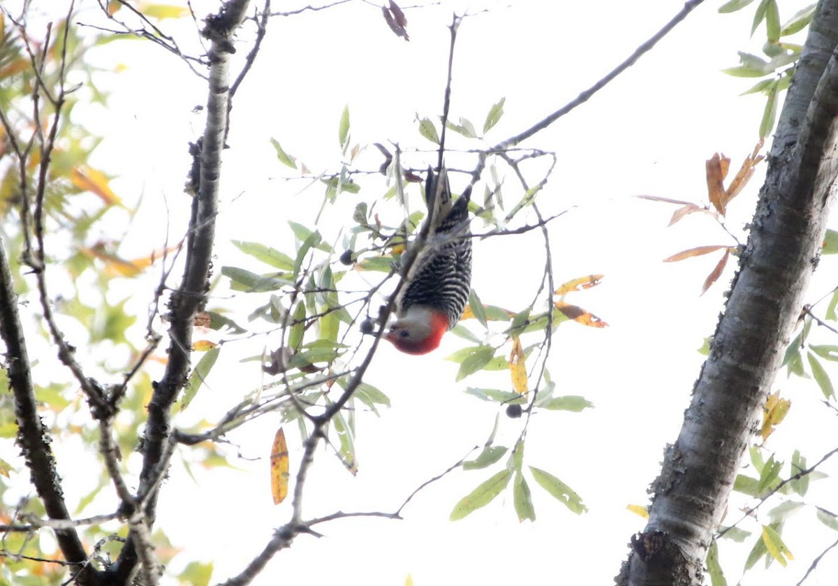 Red-bellied Woodpecker - Sarah Morris