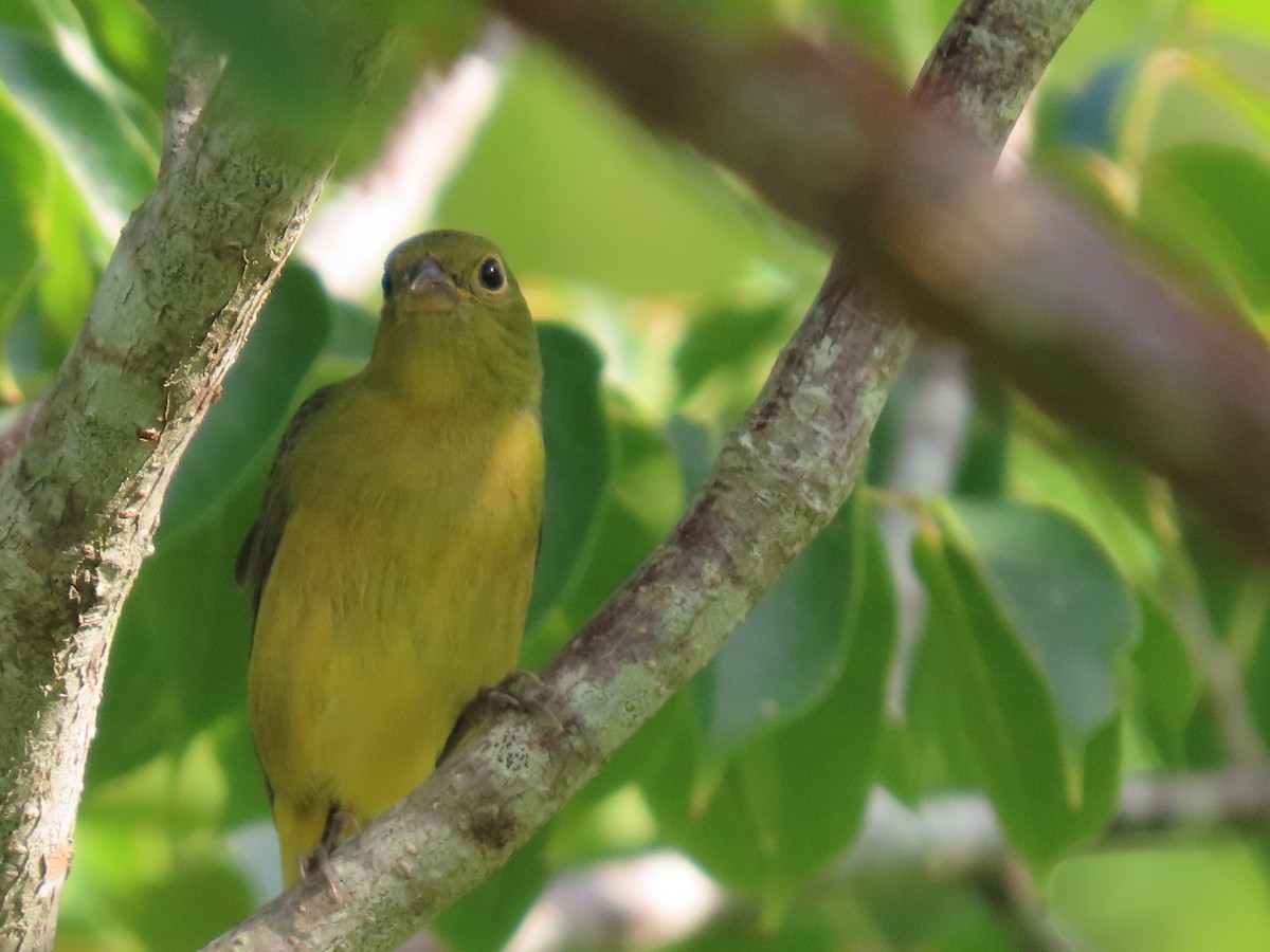Painted Bunting - ML279843721