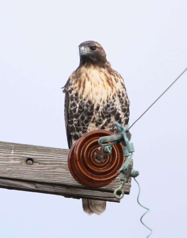 Red-tailed Hawk - ML279846231