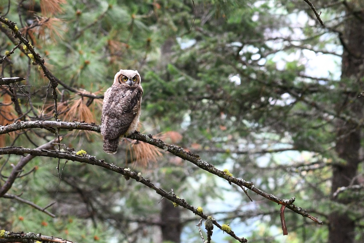 Great Horned Owl - ML279848681