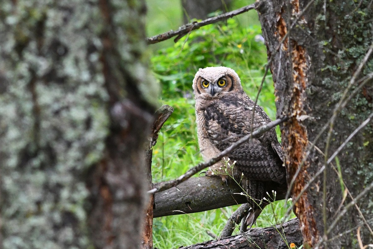 Great Horned Owl - ML279848691