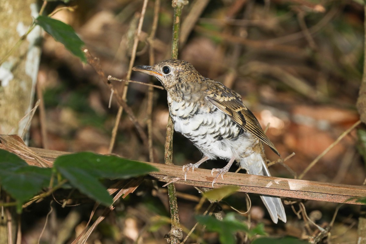 Russet-tailed Thrush - Ged Tranter