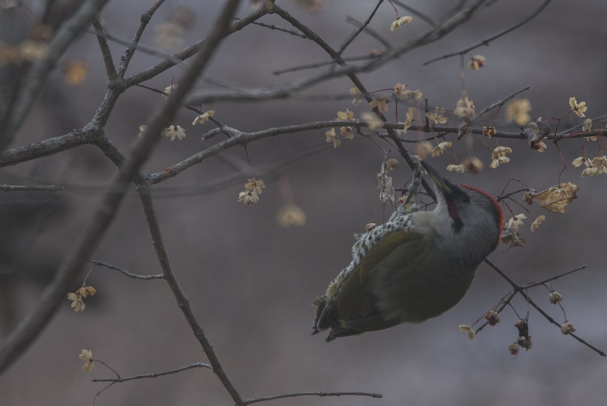 Japanese Woodpecker - Anonymous