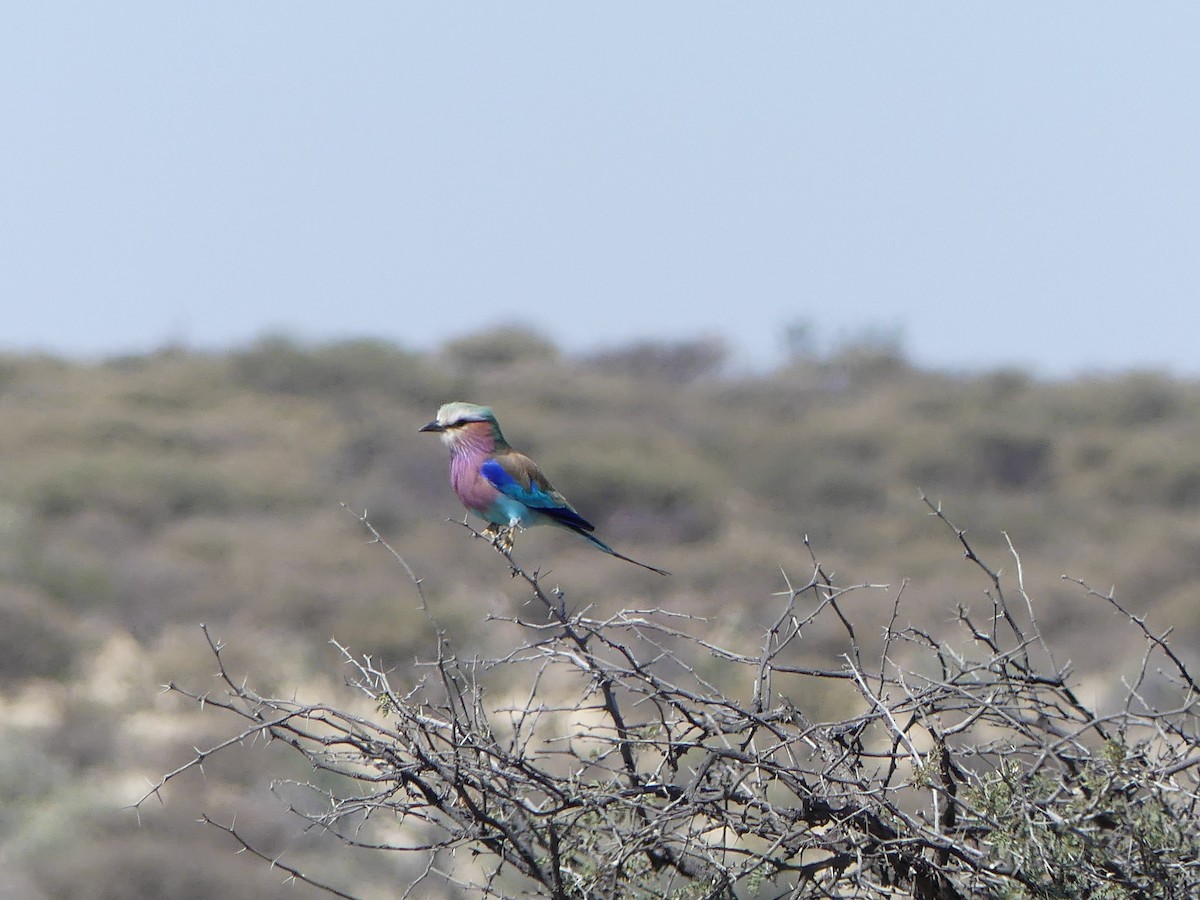 Lilac-breasted Roller - Simon  Allen