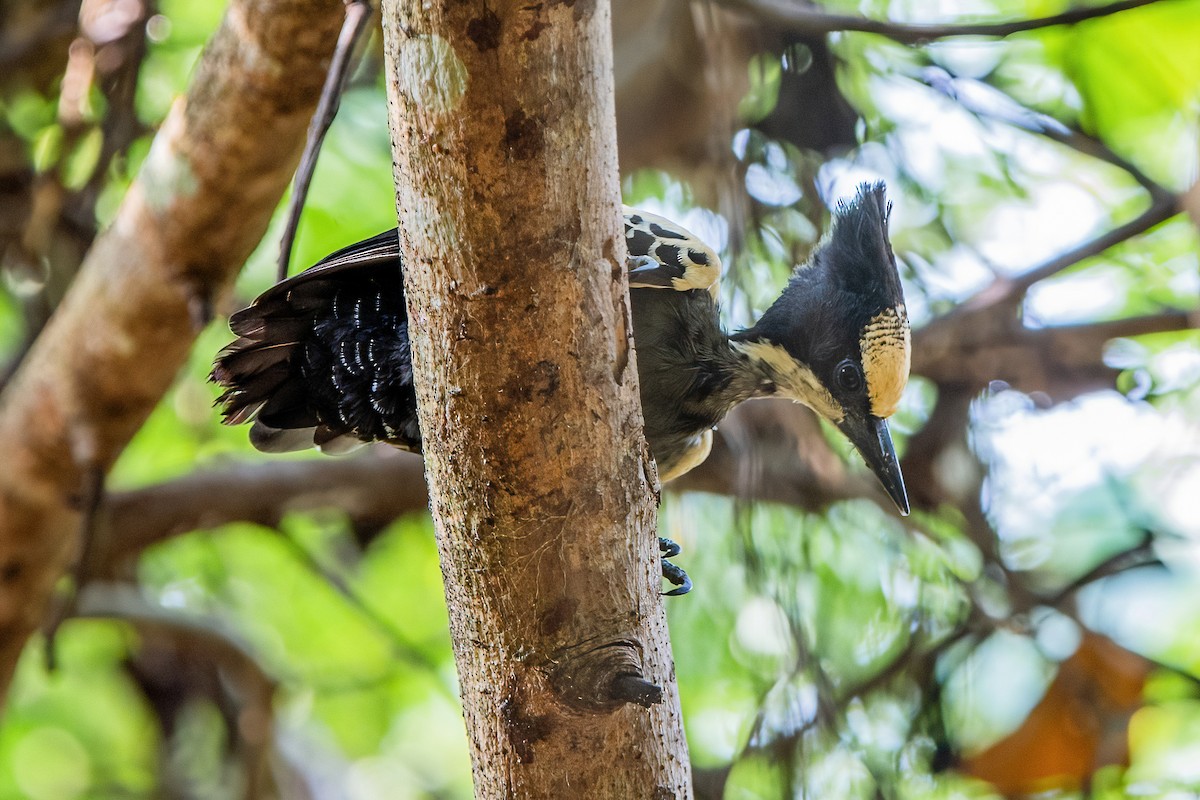 Heart-spotted Woodpecker - Ngoc Sam Thuong Dang