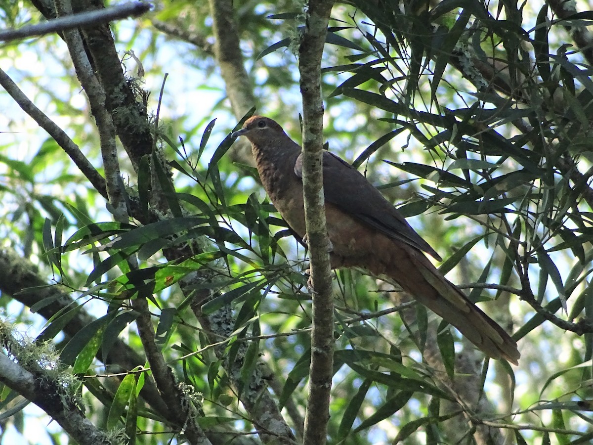Brown Cuckoo-Dove - ML279859371