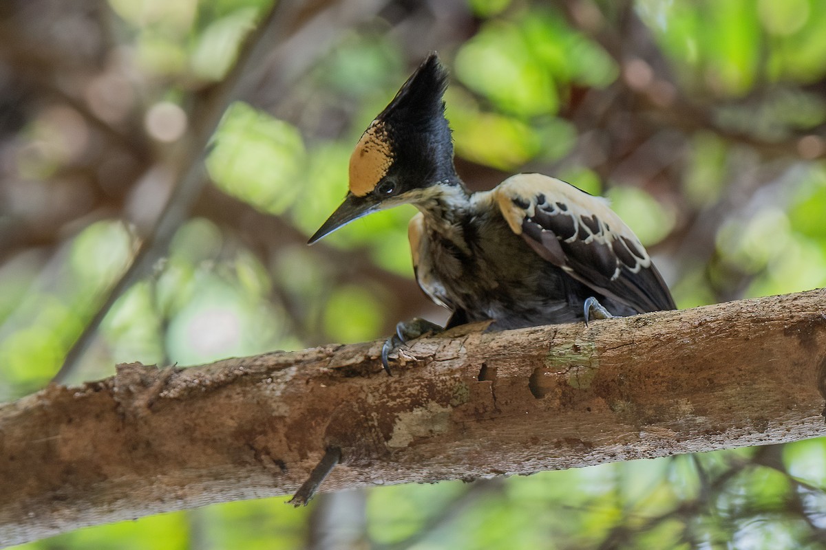 Heart-spotted Woodpecker - Ngoc Sam Thuong Dang