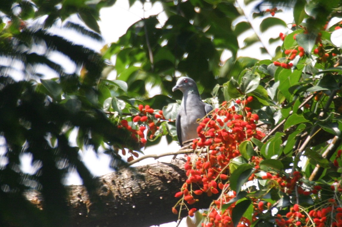 Sao Tome Pigeon - ML279866421