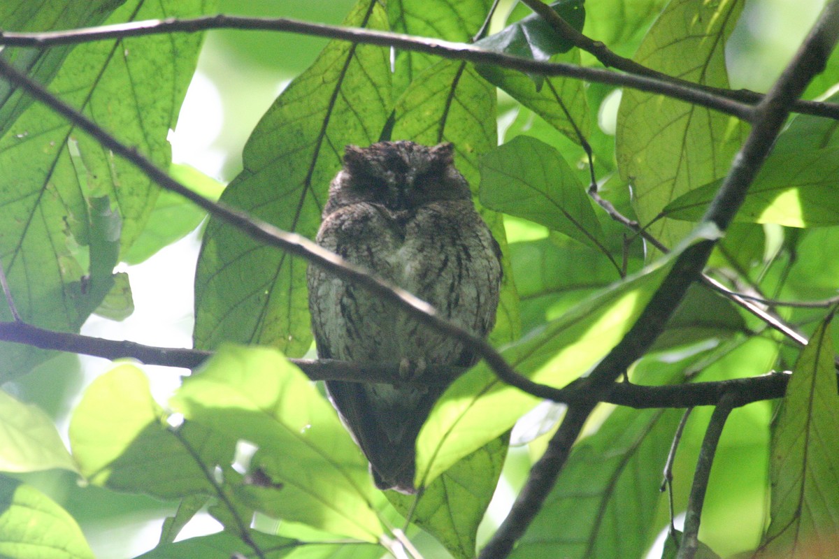 Sao Tome Scops-Owl - ML279869611