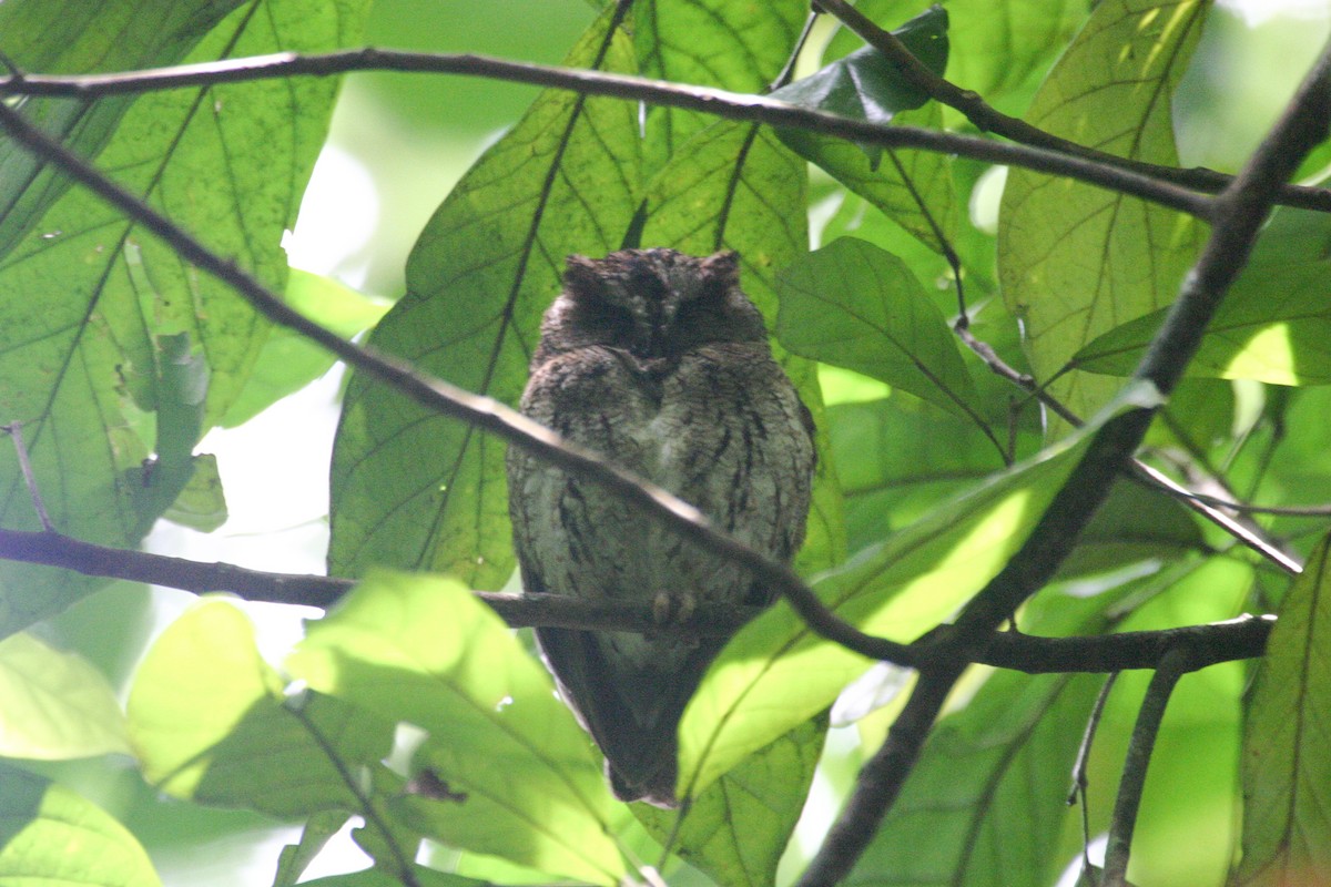 Sao Tome Scops-Owl - ML279869621