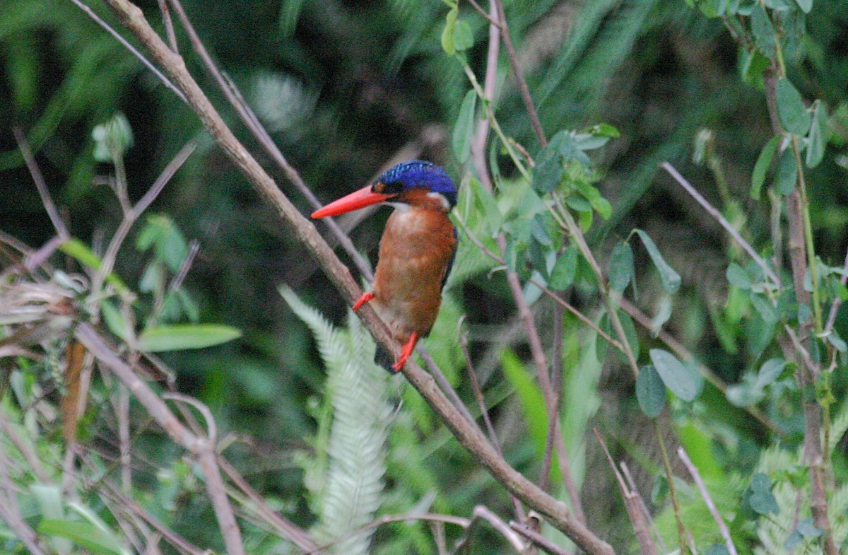 Malachite Kingfisher (Sao Tome) - ML279869661