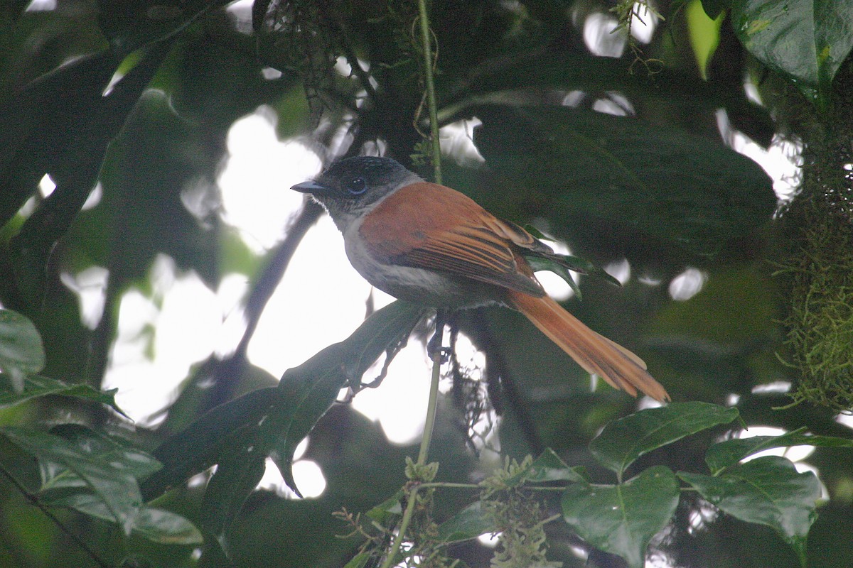 Sao Tome Paradise-Flycatcher - ML279873291