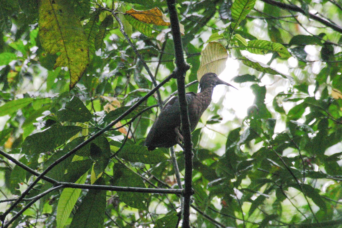 Ibis de Santo Tomé - ML279873641