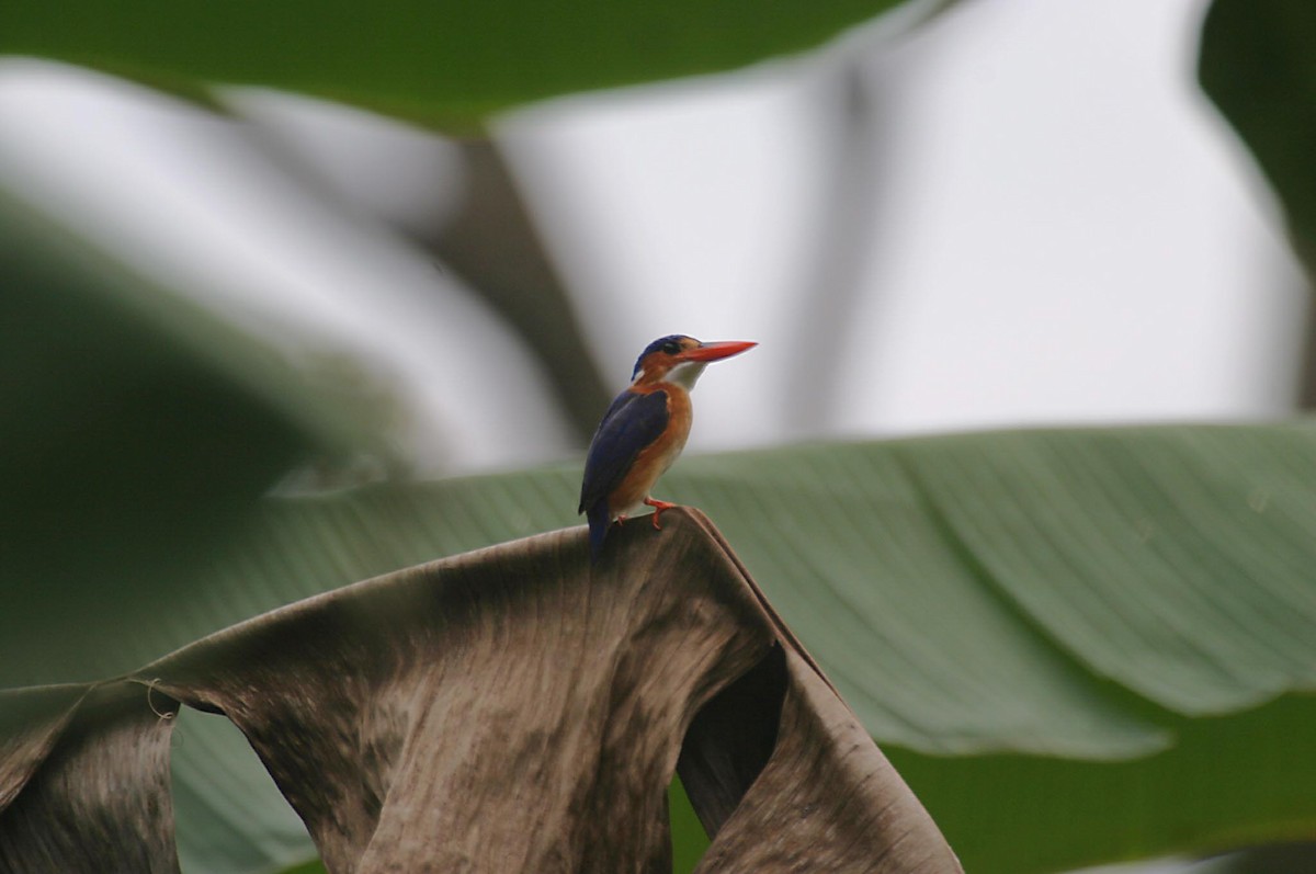 Malachite Kingfisher (Principe) - Simon Colenutt
