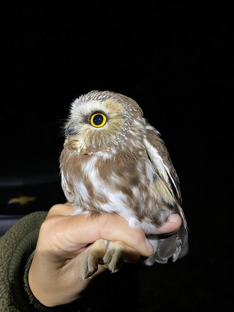 Northern Saw-whet Owl - Mark  Armstrong