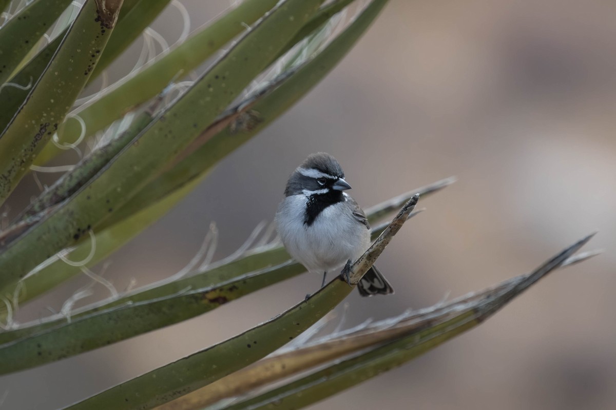 Black-throated Sparrow - Kenneth Pinnow