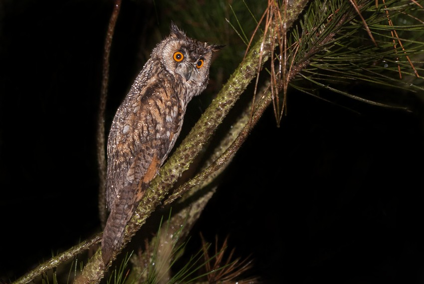 Long-eared Owl - ML279904181
