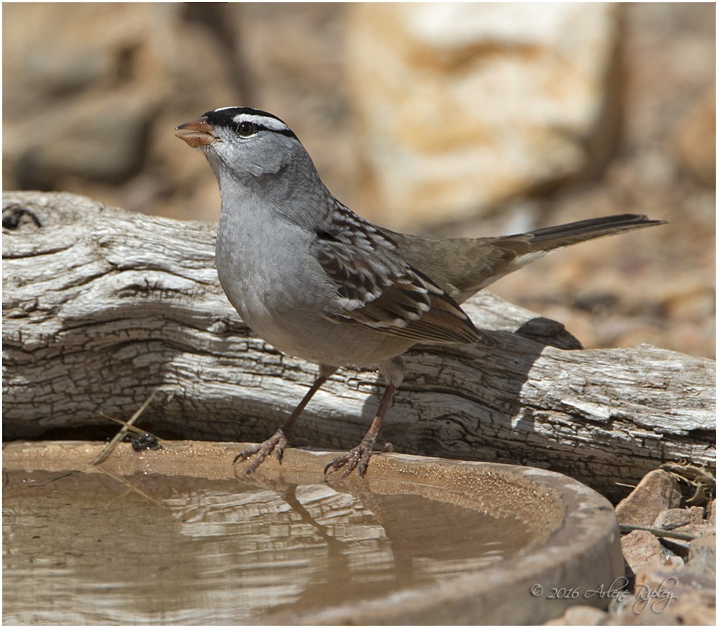 White-crowned Sparrow (oriantha) - ML27990991