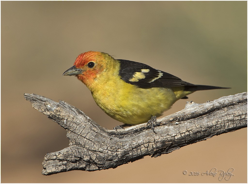 Western Tanager - ML27991061