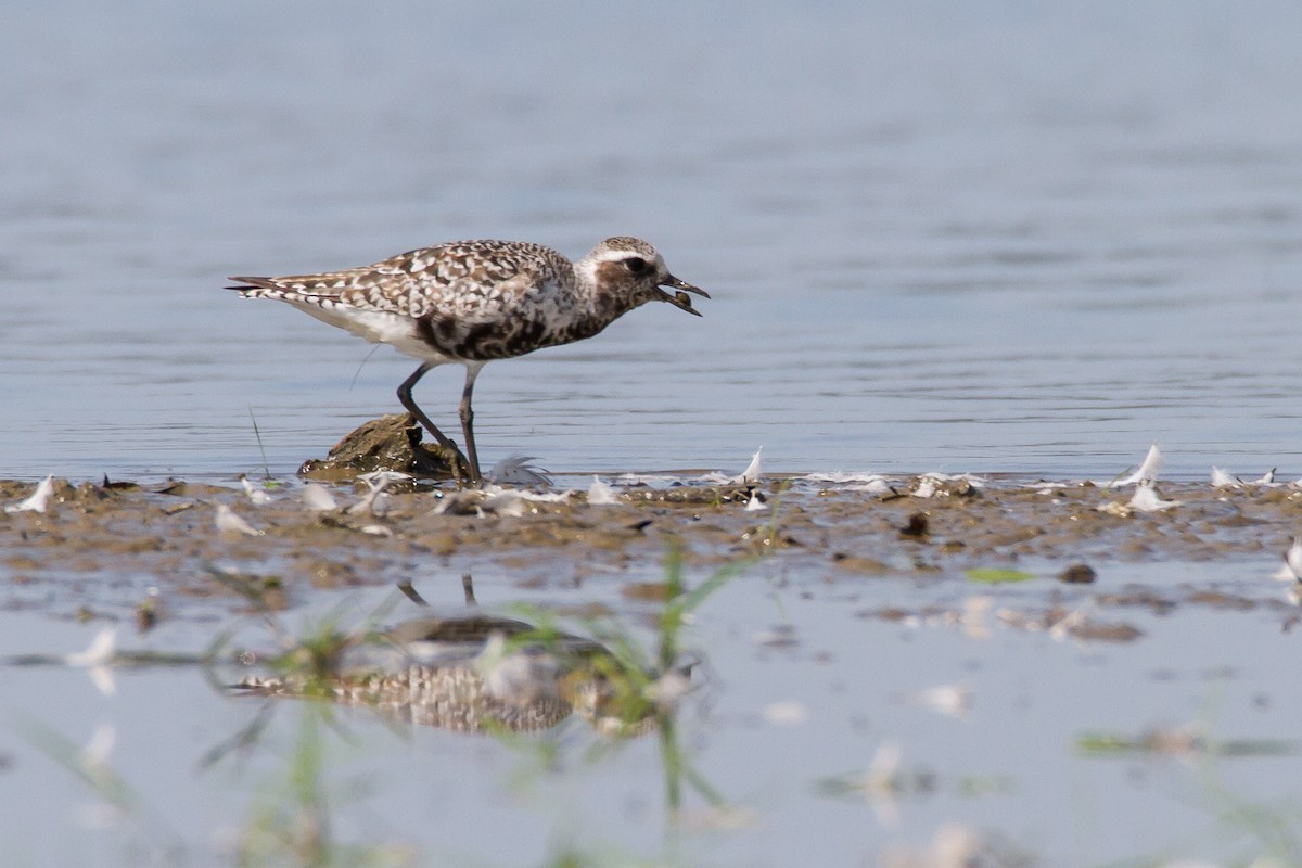 Black-bellied Plover - Brad Imhoff