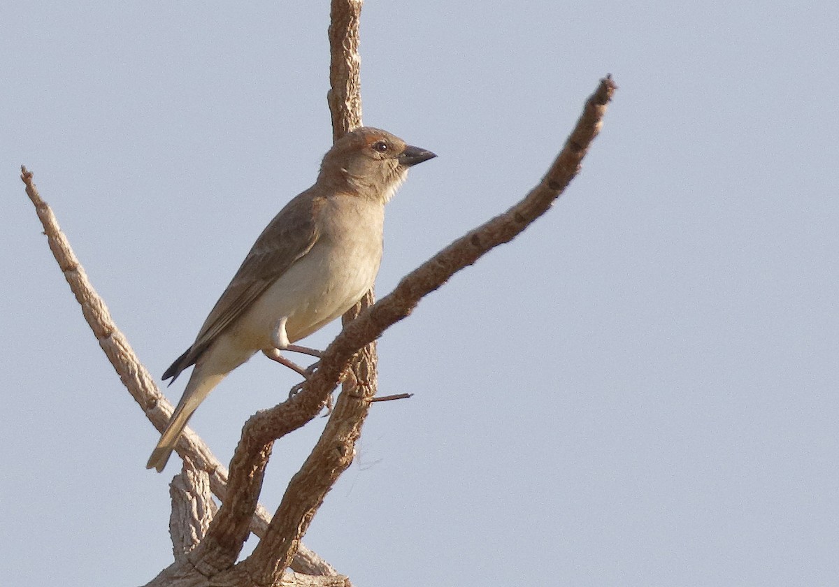 Sahel Bush Sparrow - ML279915321