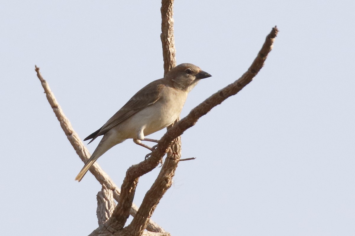 Sahel Bush Sparrow - ML279915331