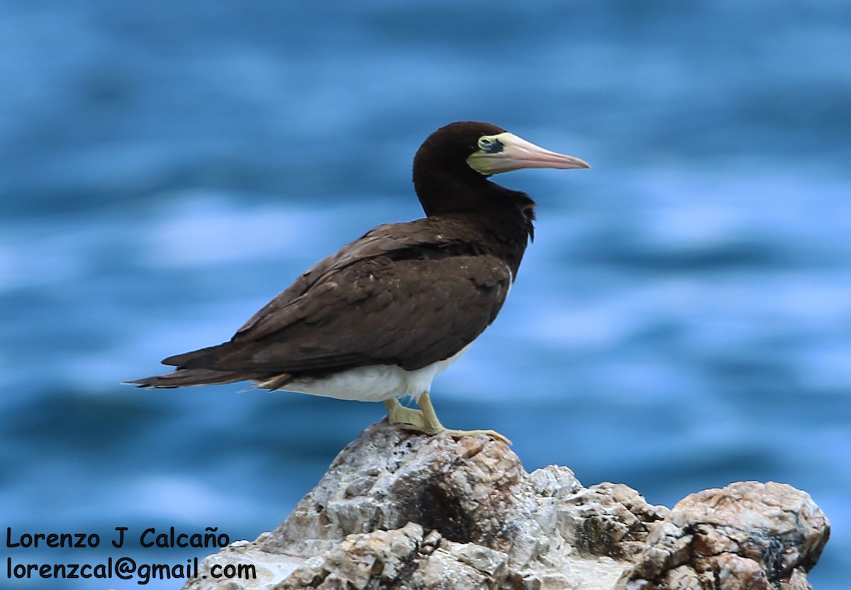 Brown Booby - ML279916031