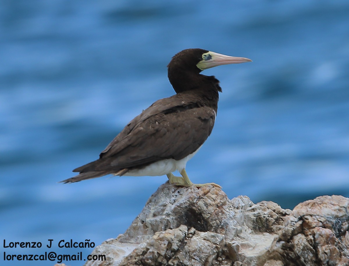 Brown Booby - ML279916171