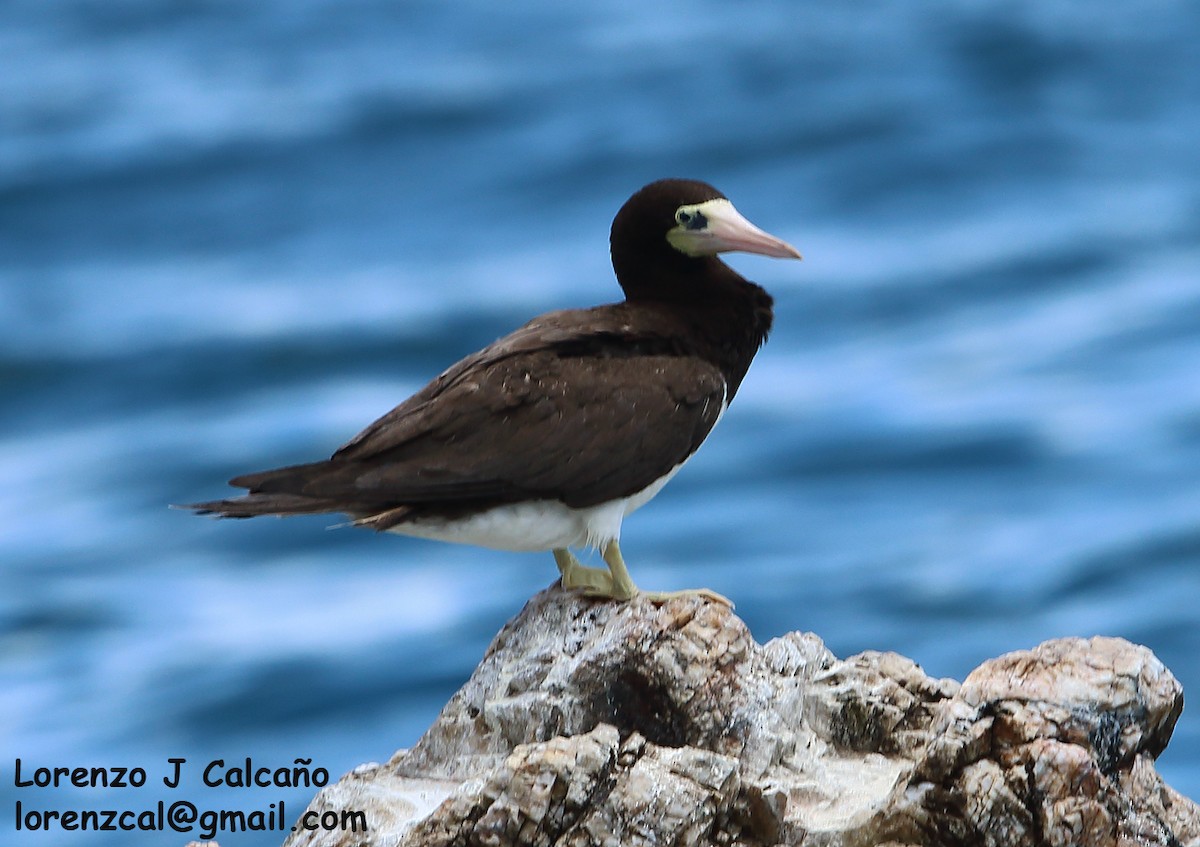 Brown Booby - ML279916181