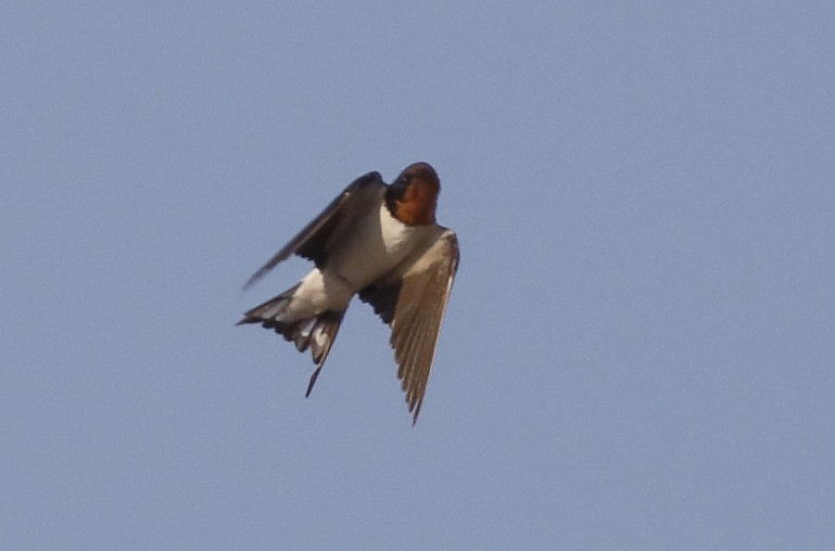 Red-chested Swallow - ML279916551